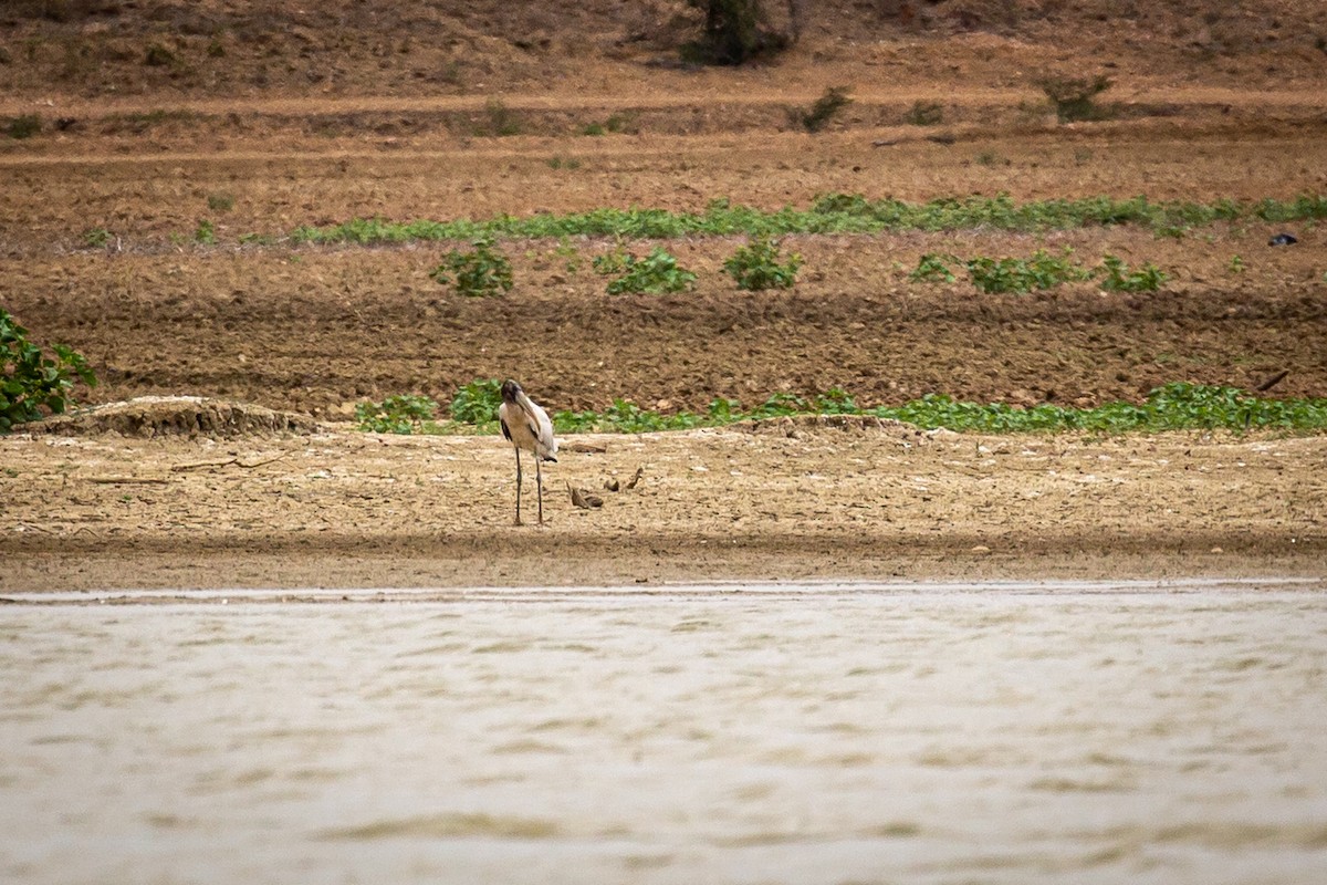 Wood Stork - ML620335341