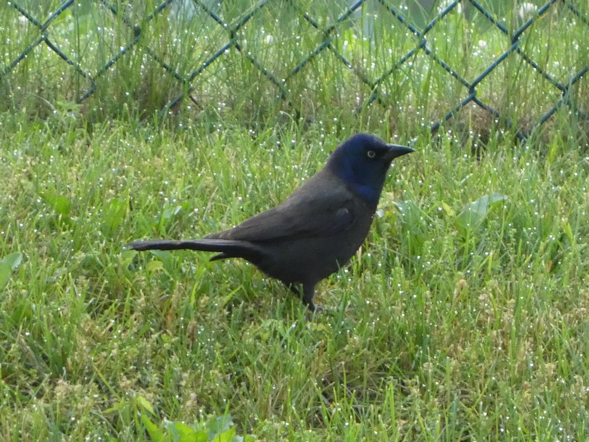 Common Grackle - ML620335342