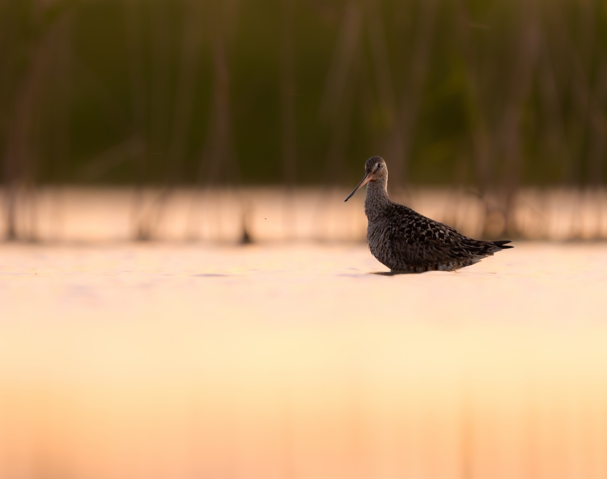 Hudsonian Godwit - ML620335343