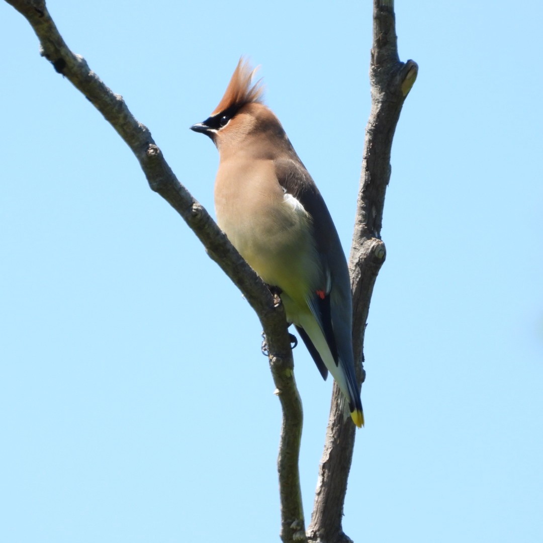 Cedar Waxwing - ML620335367