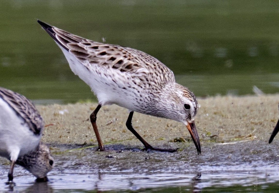 Weißbürzel-Strandläufer - ML620335411