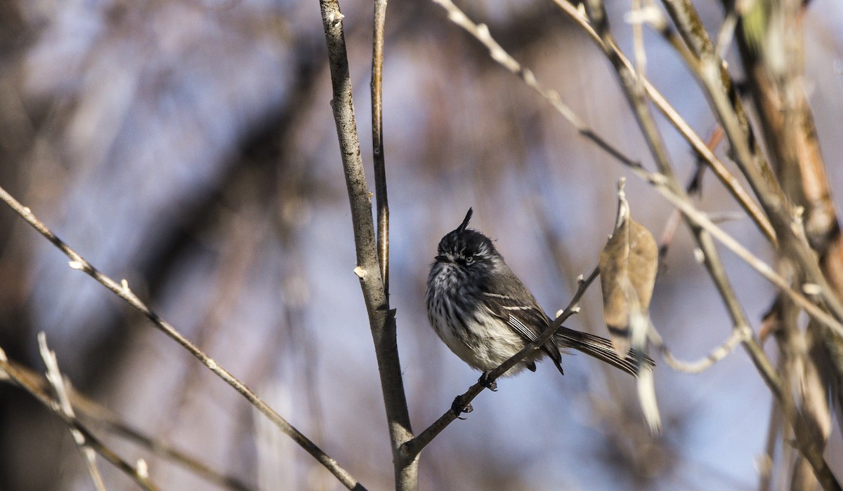 Tufted Tit-Tyrant - ML620335415