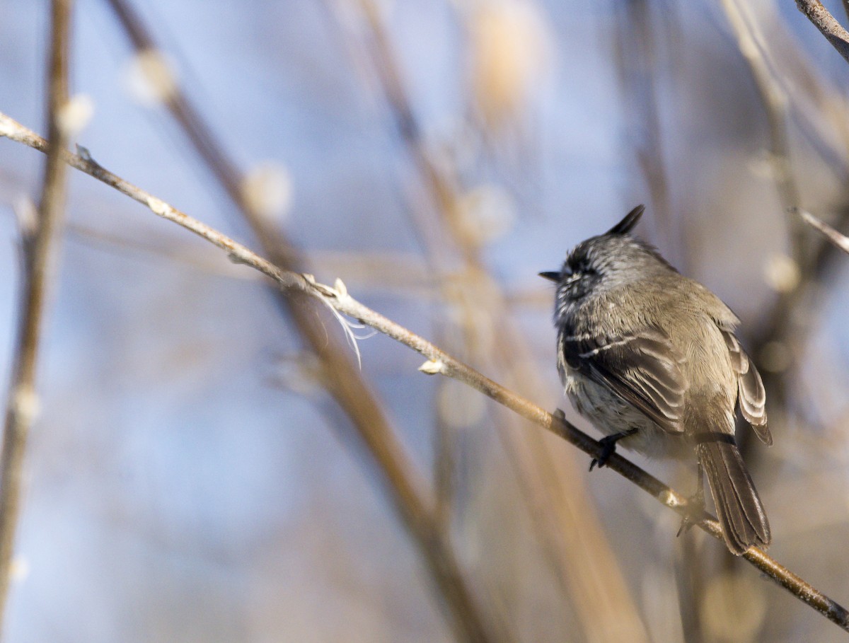 Taurillon mésange - ML620335418