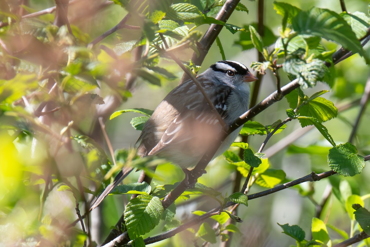 White-crowned Sparrow - ML620335420