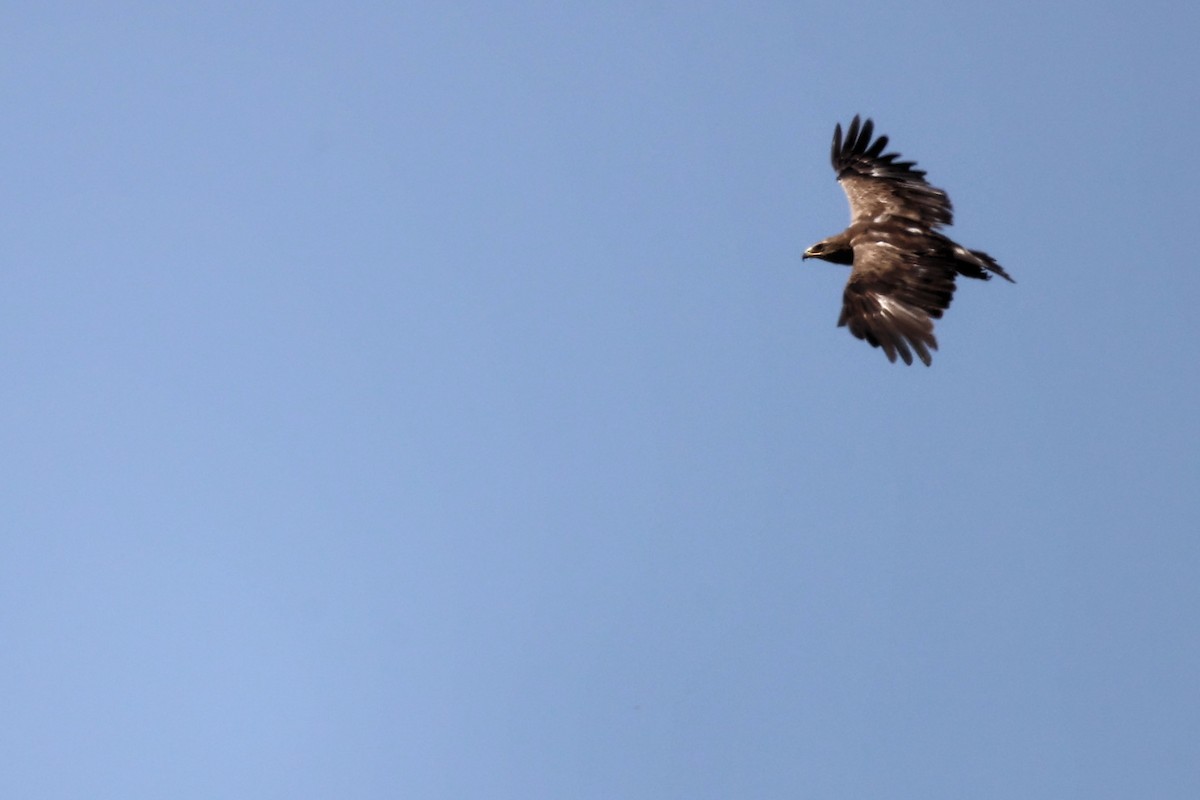 Lesser Spotted Eagle - ML620335422