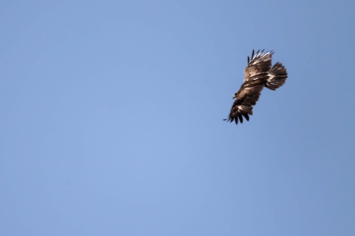 Lesser Spotted Eagle - ML620335423