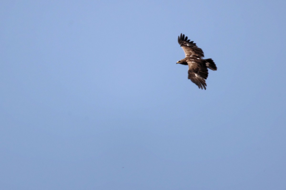 Lesser Spotted Eagle - ML620335427