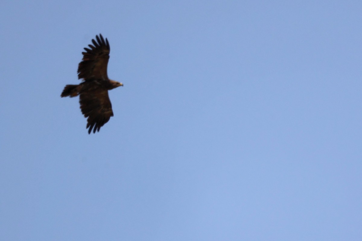 Lesser Spotted Eagle - ML620335429