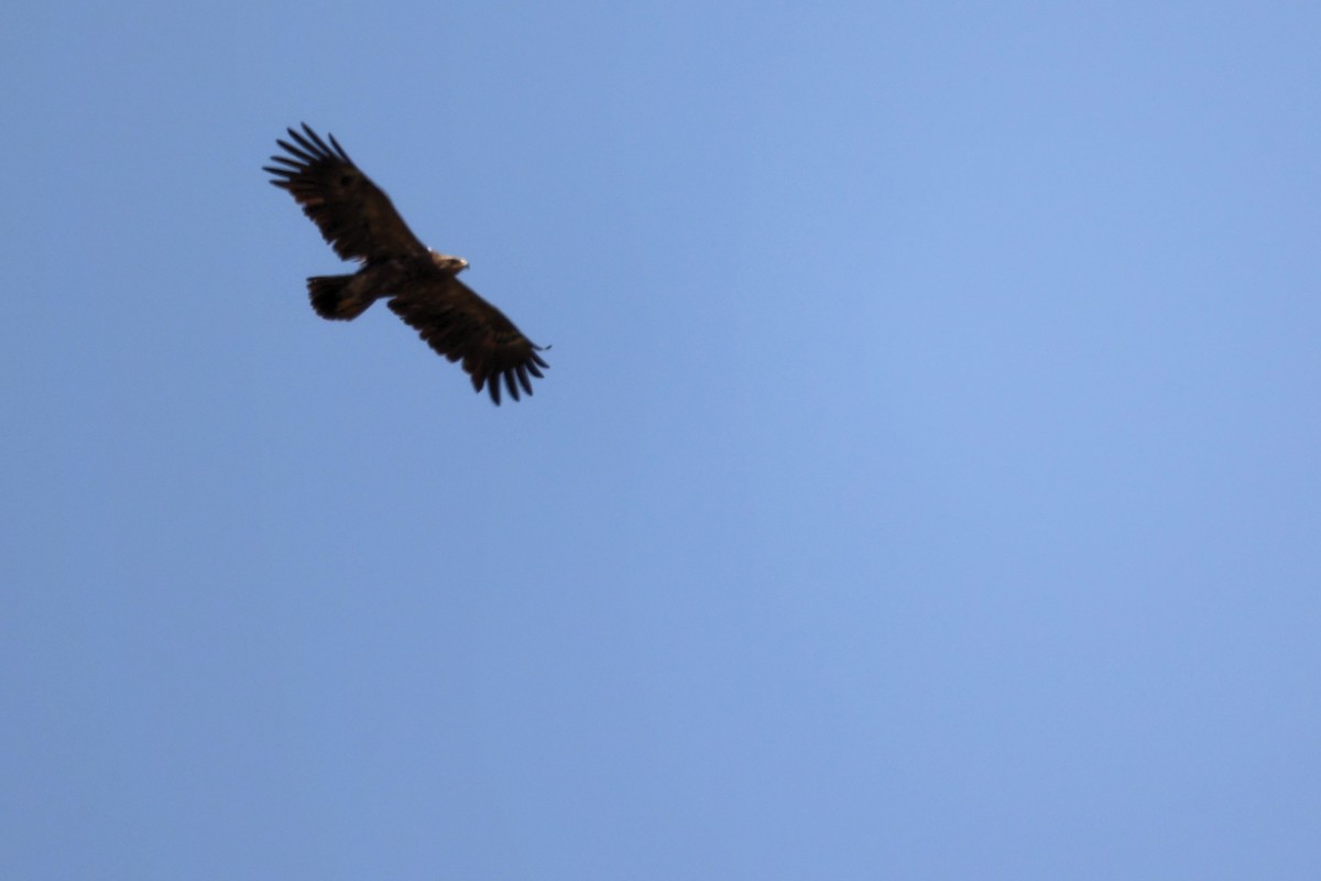 Lesser Spotted Eagle - ML620335430
