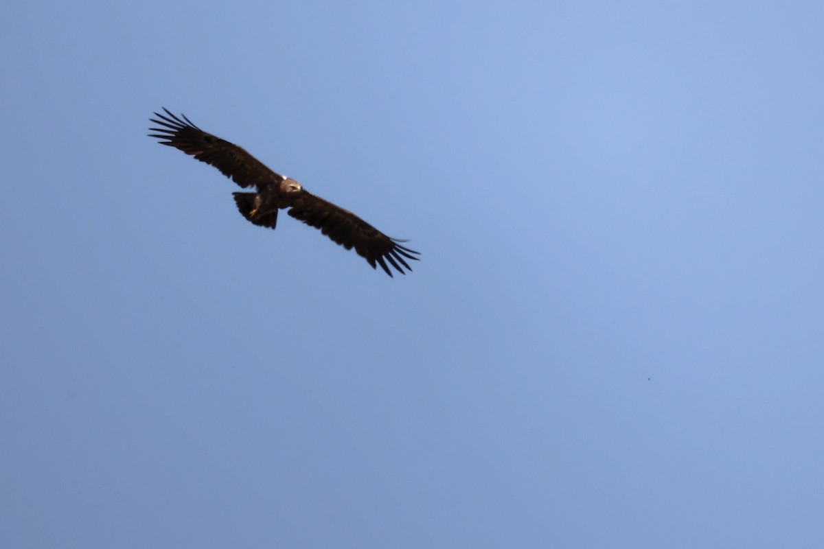 Lesser Spotted Eagle - ML620335431