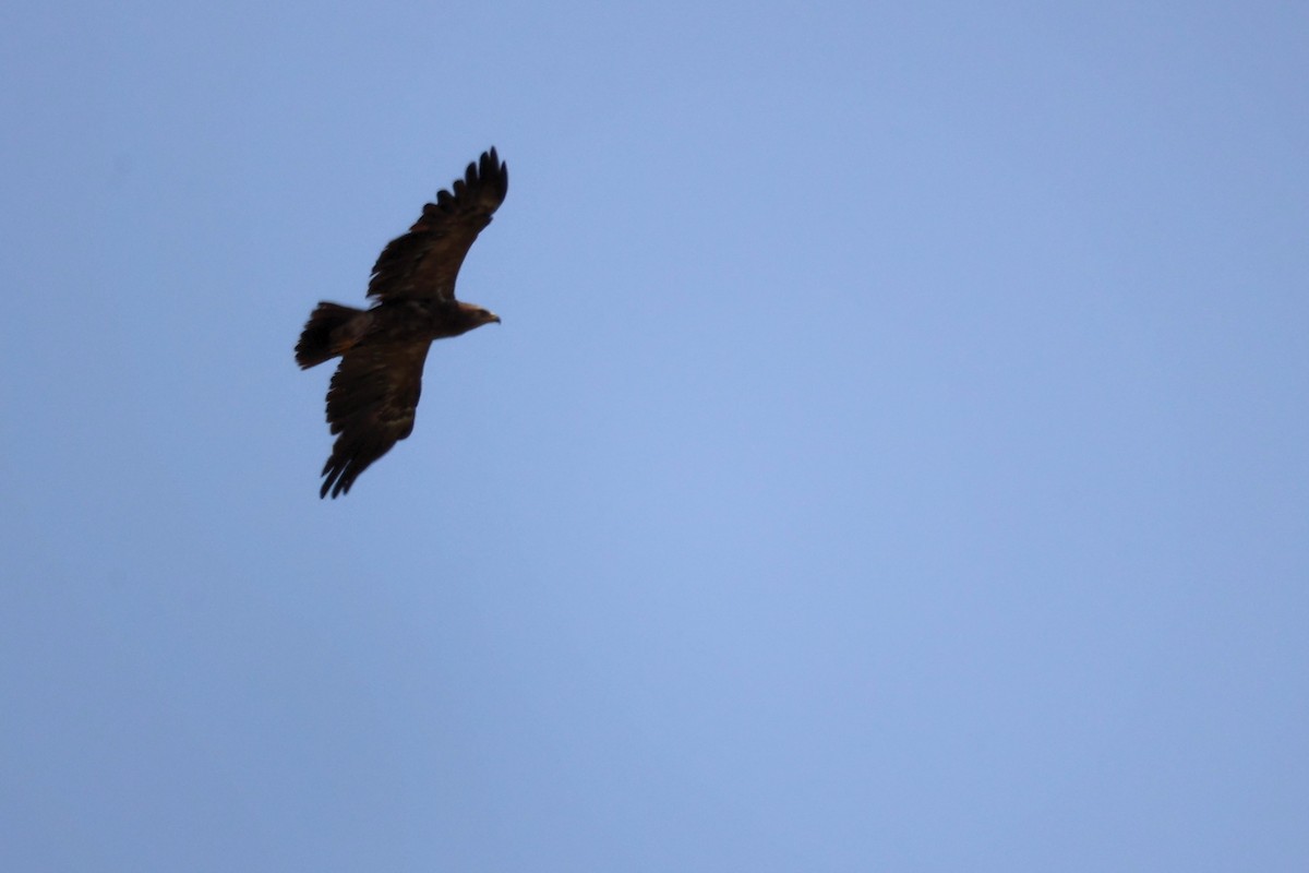 Lesser Spotted Eagle - ML620335432