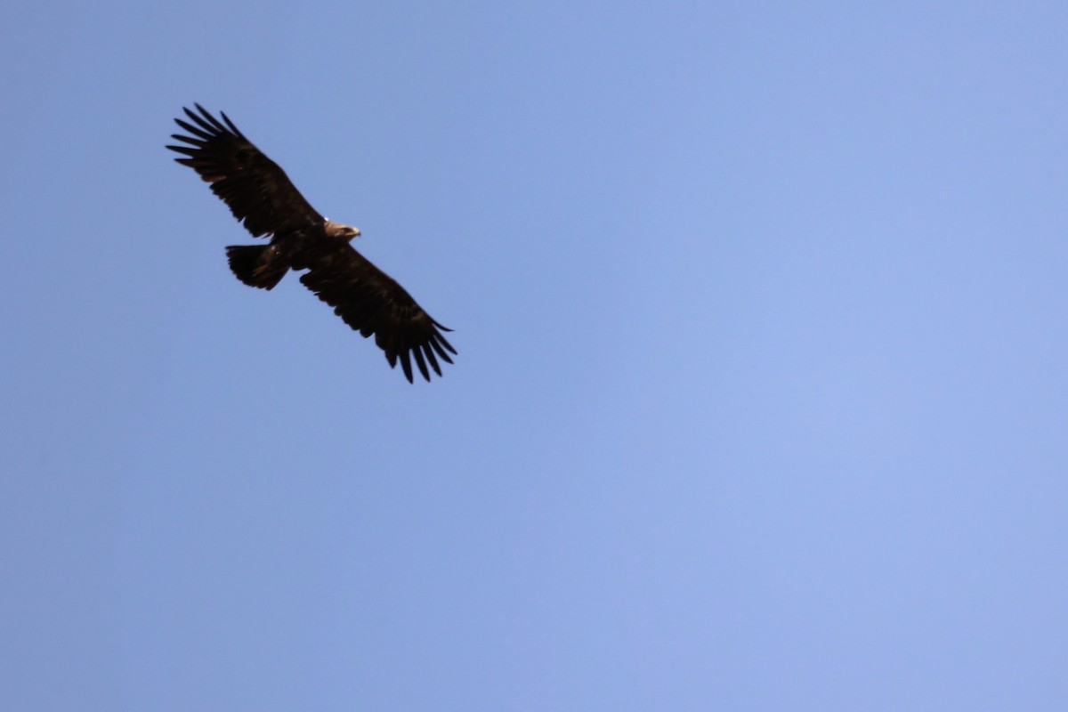 Lesser Spotted Eagle - ML620335433