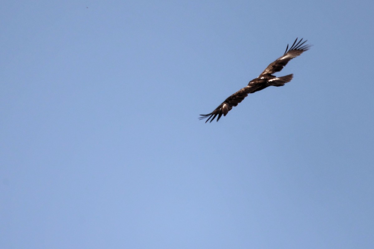 Lesser Spotted Eagle - ML620335442