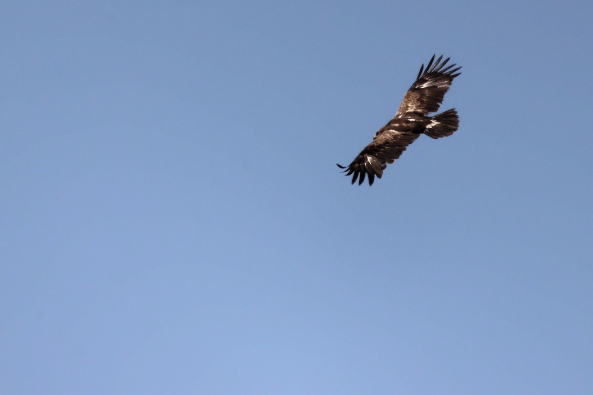 Lesser Spotted Eagle - ML620335443