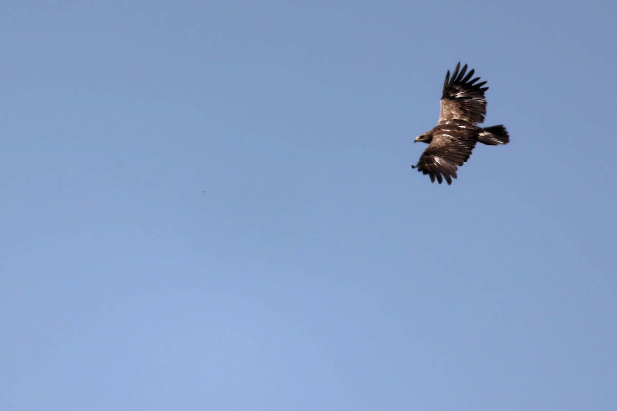 Lesser Spotted Eagle - ML620335446