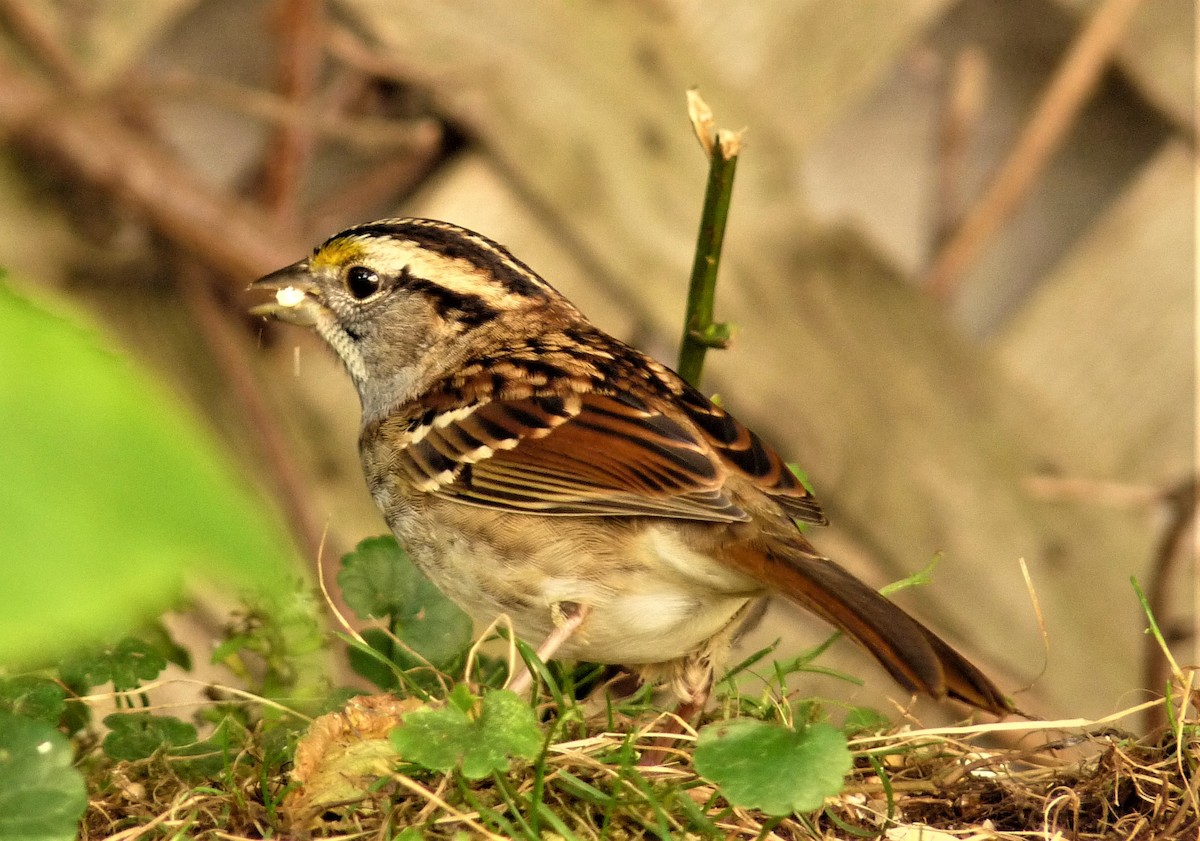 White-throated Sparrow - ML620335458