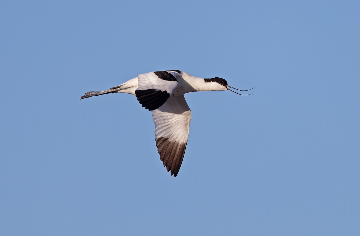 Pied Avocet - ML620335473