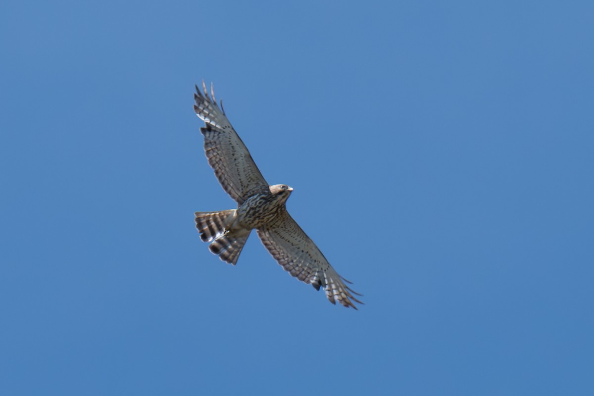 Broad-winged Hawk - ML620335488