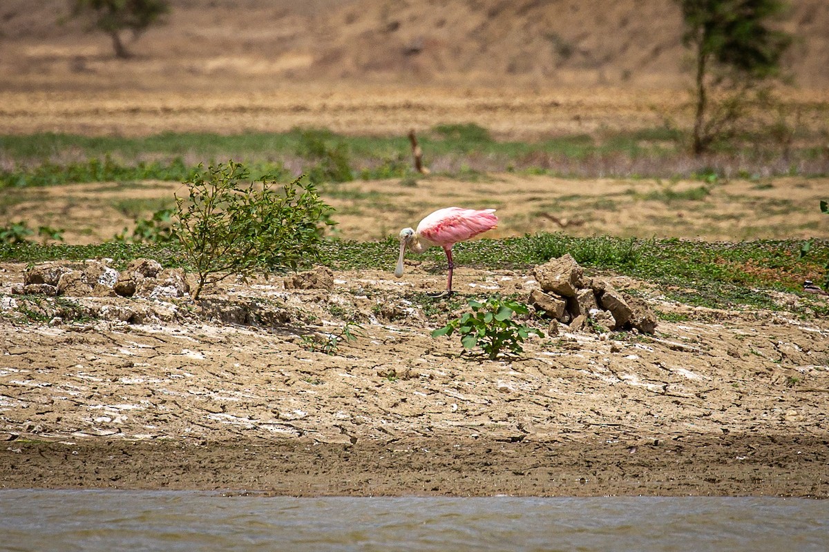 Roseate Spoonbill - ML620335491