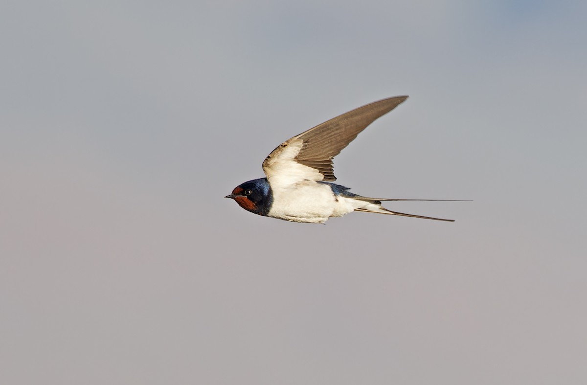 Barn Swallow (White-bellied) - Robert Hutchinson