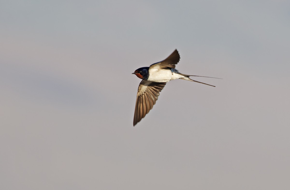 Barn Swallow (White-bellied) - ML620335495