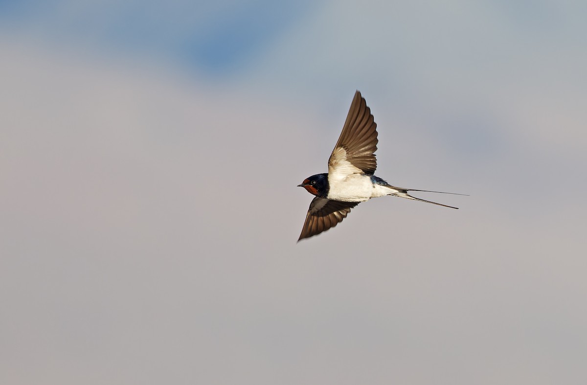 Barn Swallow (White-bellied) - ML620335496