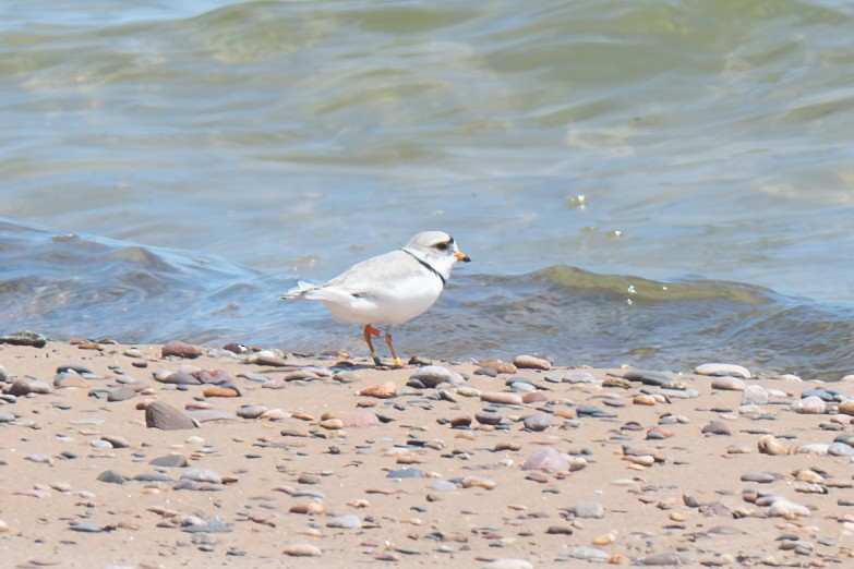 Piping Plover - ML620335504