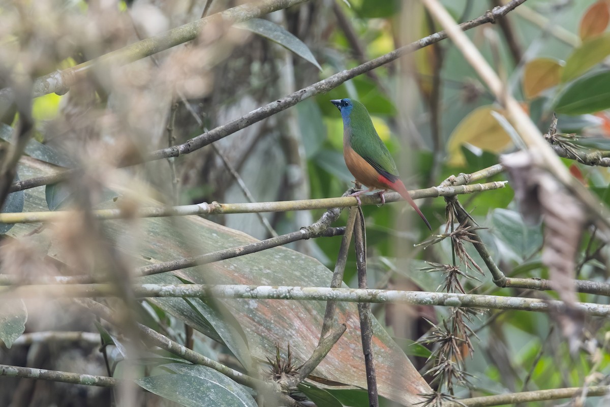 Pin-tailed Parrotfinch - ML620335511
