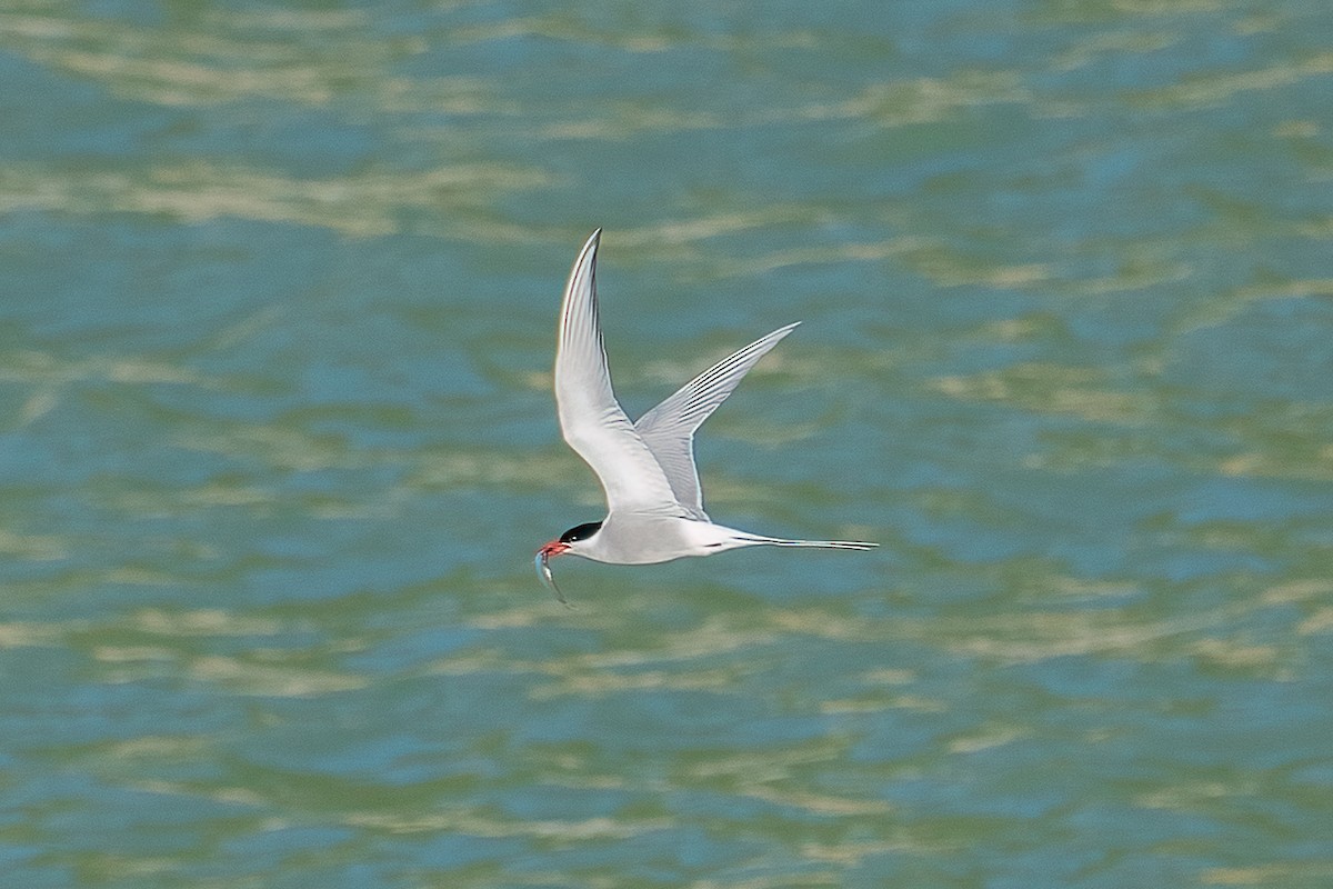Arctic Tern - ML620335516
