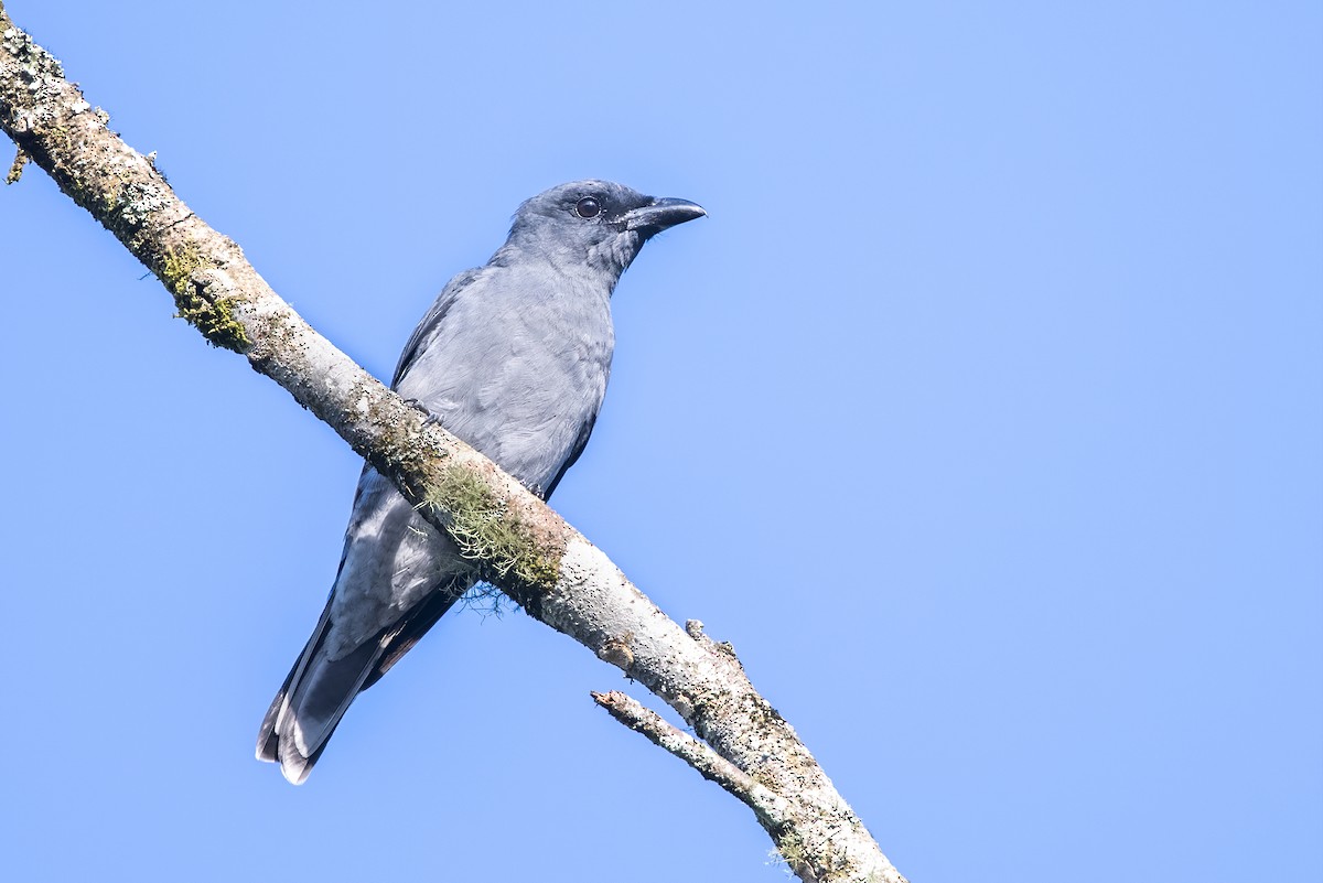 Large Cuckooshrike - ML620335540