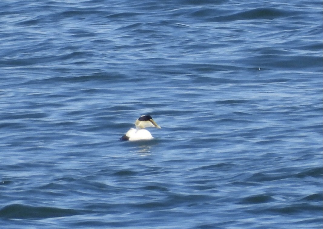 Common Eider - ML620335547