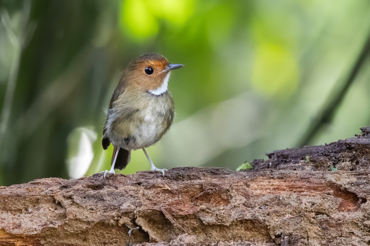 Rufous-browed Flycatcher - ML620335549