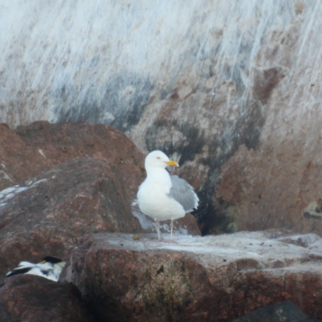 Gaviota Argéntea - ML620335551