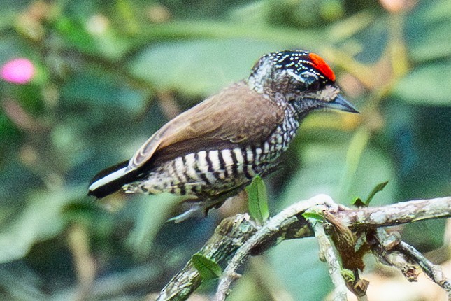 White-barred Piculet - ML620335556