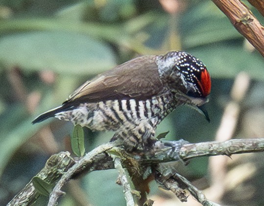 White-barred Piculet - ML620335557
