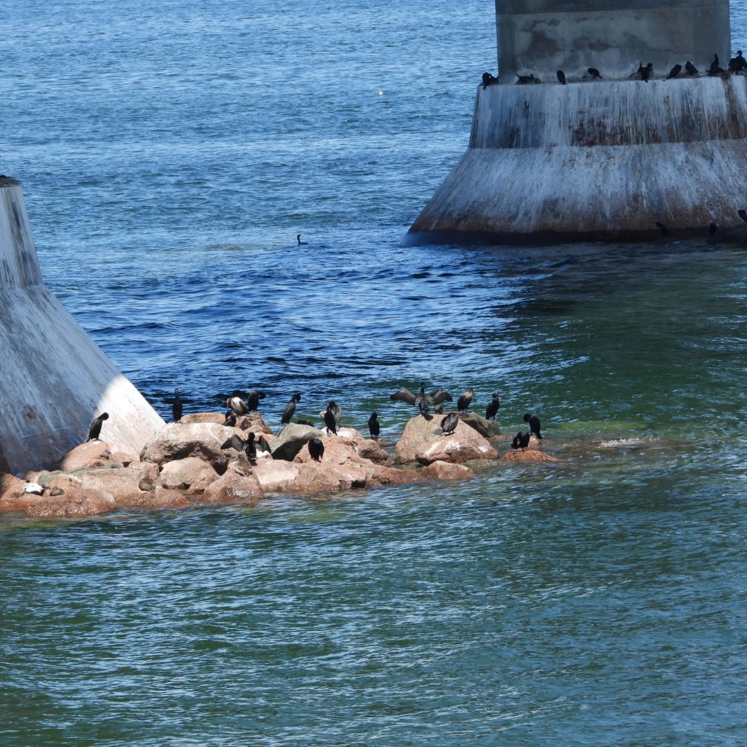 Double-crested Cormorant - Manon Guglia