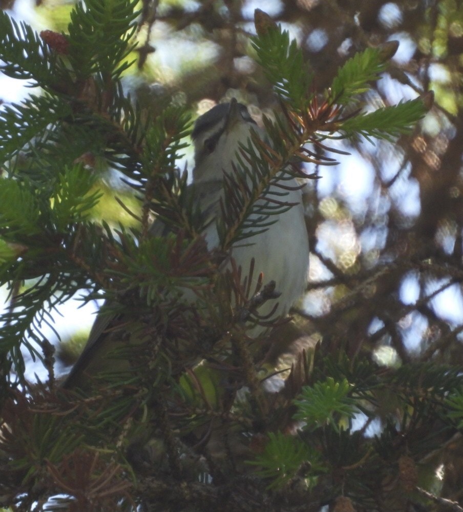 rødøyevireo - ML620335570