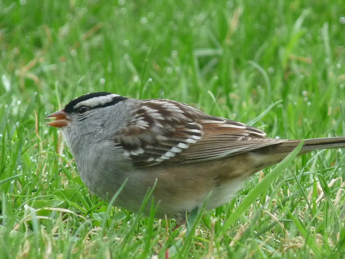 White-crowned Sparrow - ML620335571