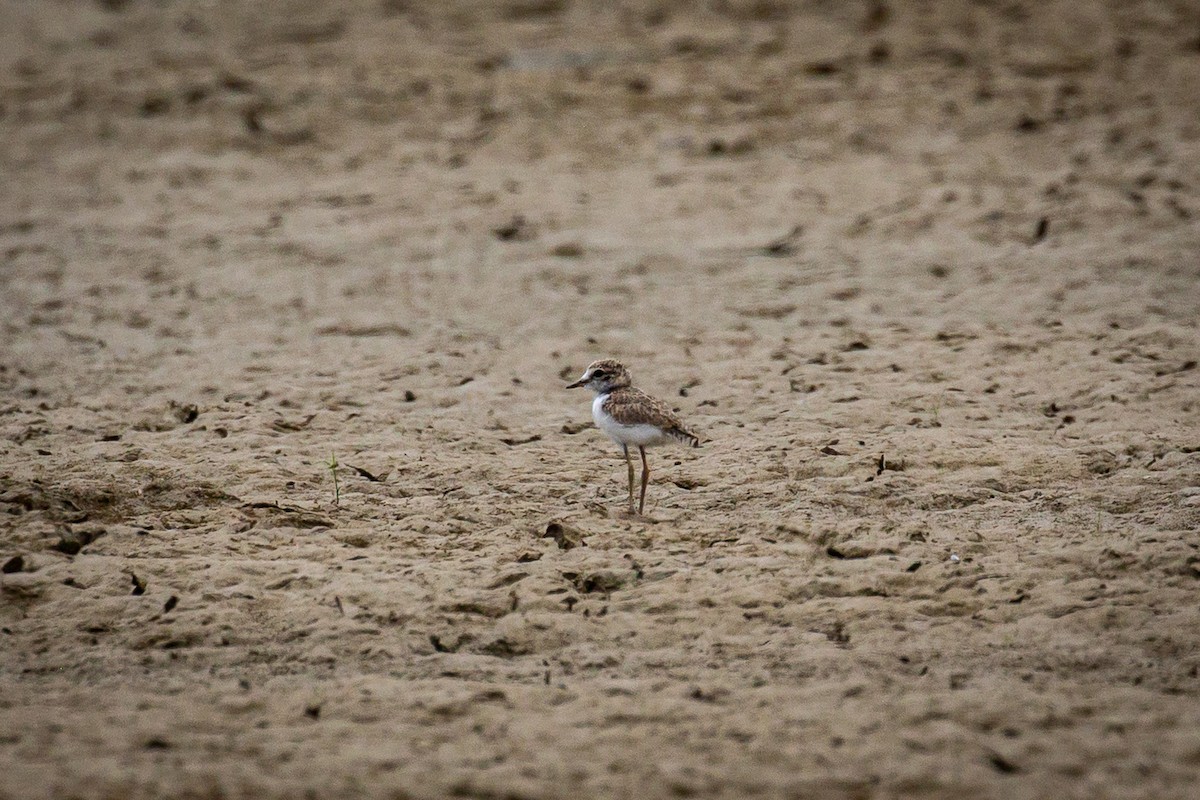 Collared Plover - ML620335574