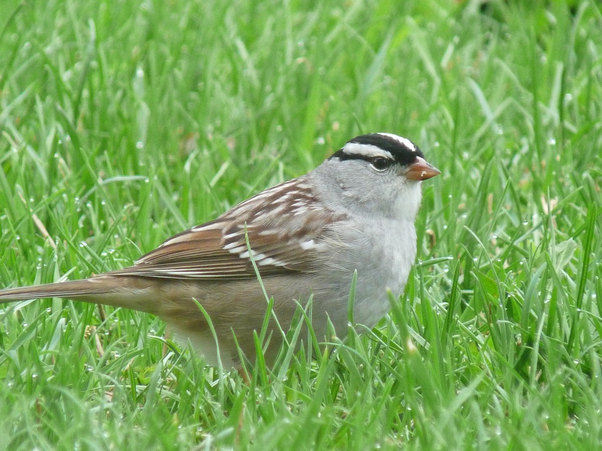 White-crowned Sparrow - ML620335576