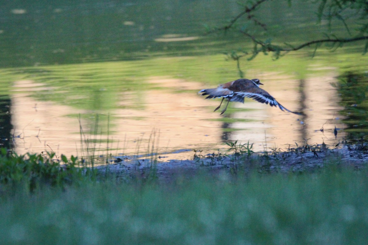 Killdeer - ML620335579