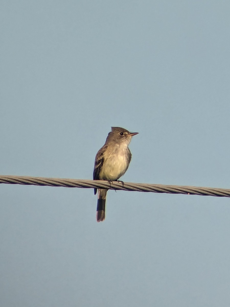 Willow Flycatcher - ML620335589