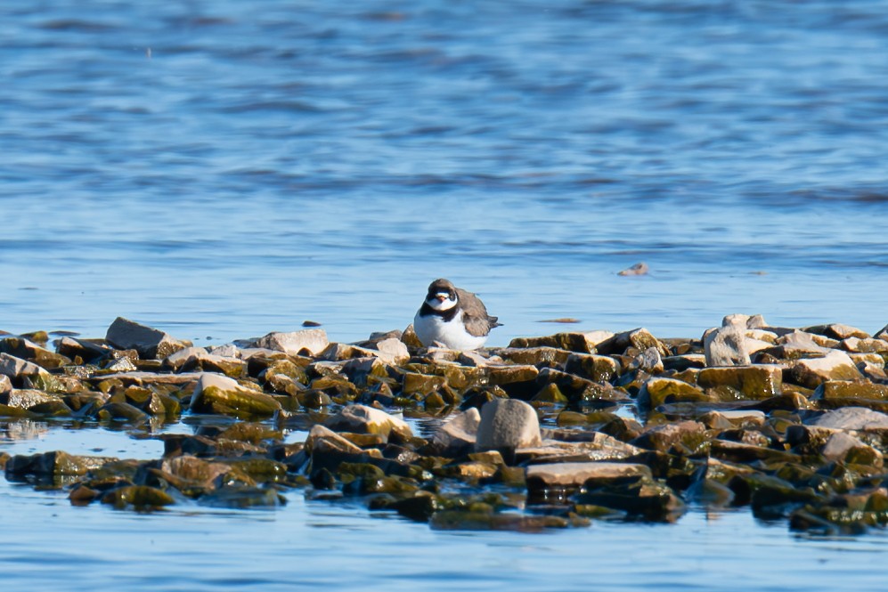 Semipalmated Plover - ML620335590