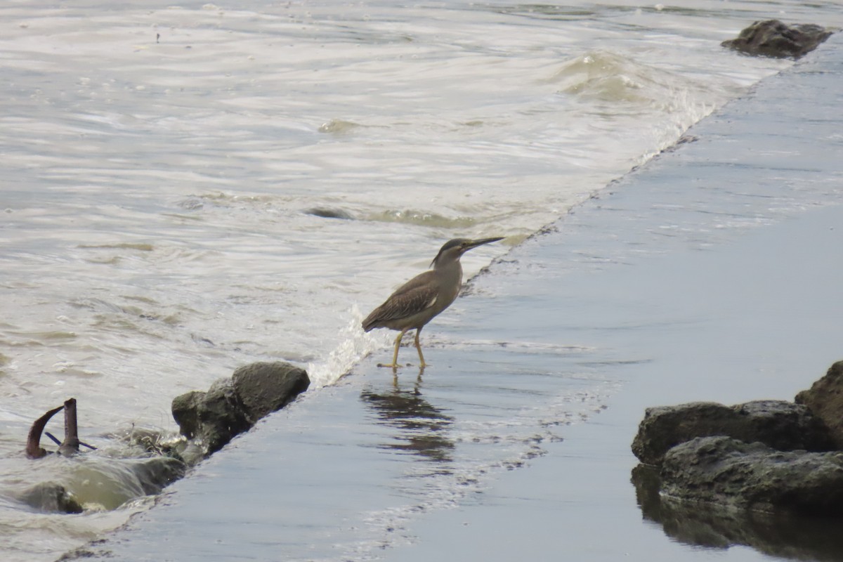 Striated Heron - ML620335602