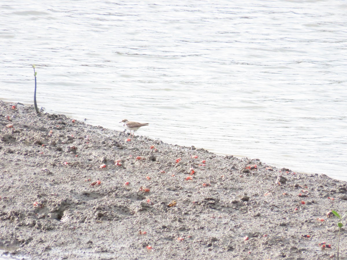 Little Ringed Plover - ML620335607