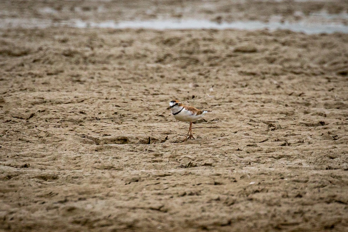 Collared Plover - ML620335614