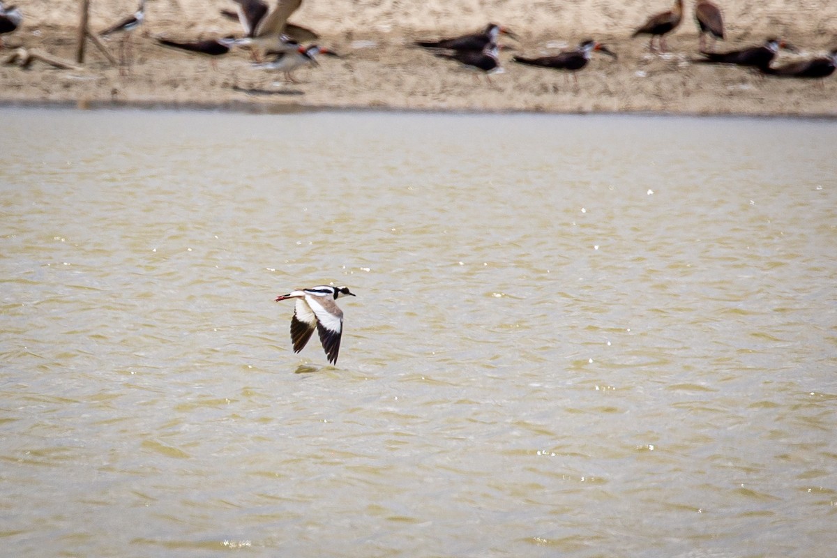 Pied Plover - ML620335647