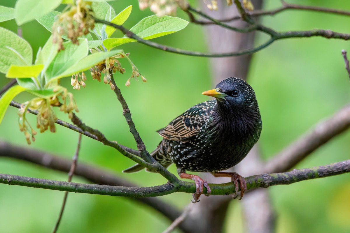 European Starling - Marcos Eugênio (Birding Guide)