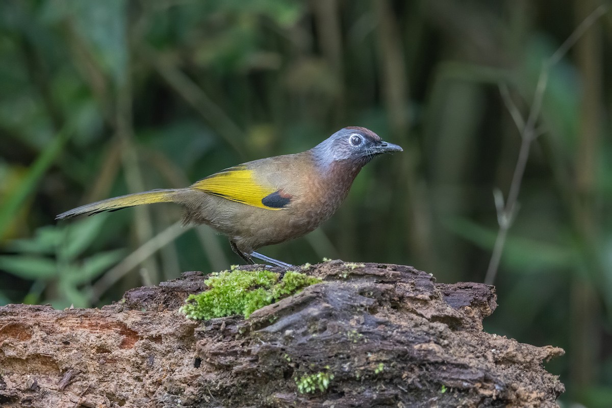 Malayan Laughingthrush - ML620335674