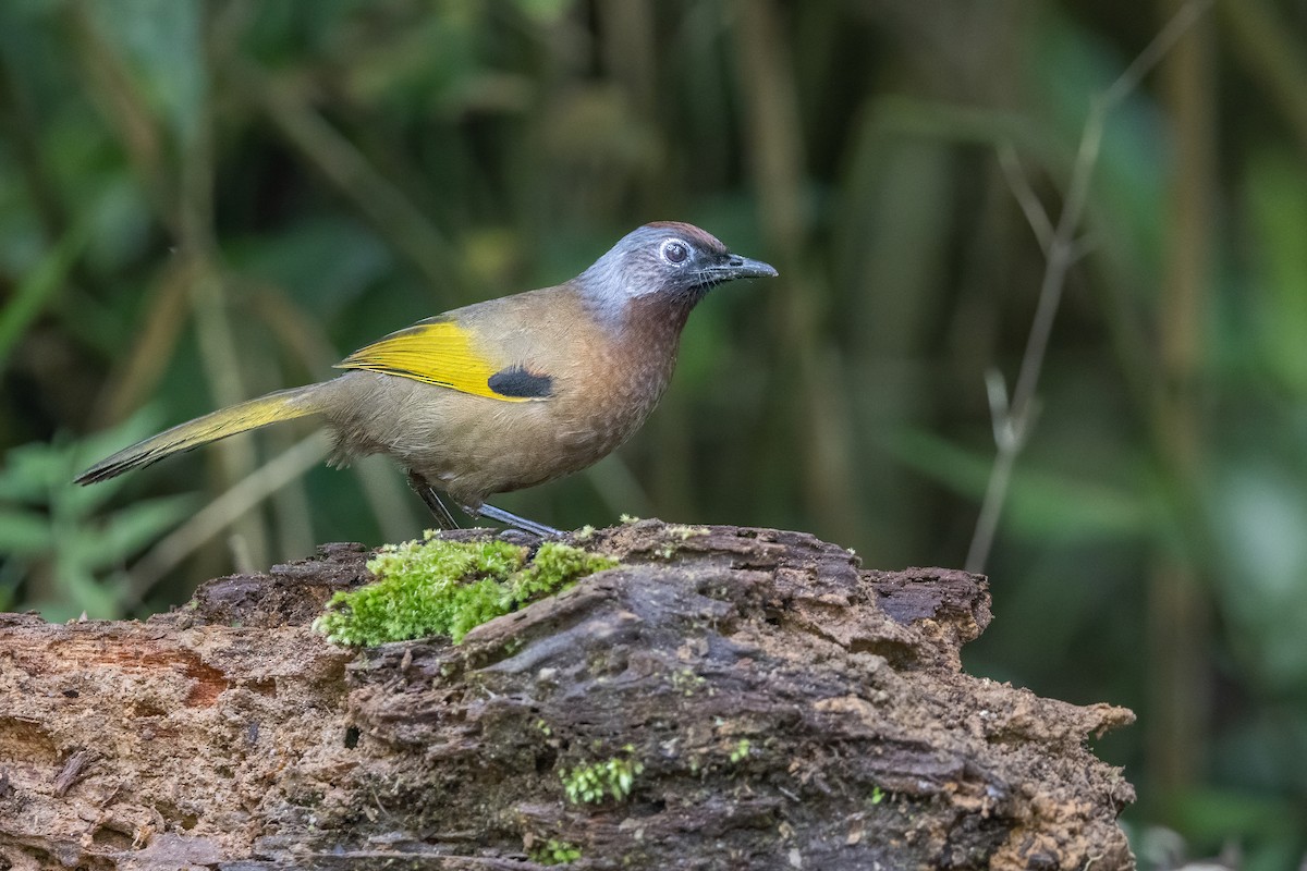 Malayan Laughingthrush - ML620335675